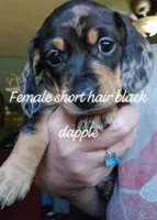 UNAVAILABLE Lola  AKC Dapple smooth, a female Miniature Dachshund for sale in Gilmer, TX – 1 of 3