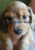 Rocky AKC longhair red dapple, a male Miniature Dachshund for sale in Gilmer, TX – 1 of 3