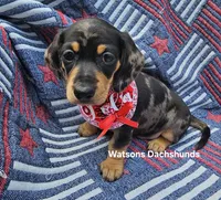 UNAVAILABLE Lola  AKC Dapple smooth, a female Miniature Dachshund for sale in Gilmer, TX – 2 of 3