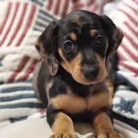 UNAVAILABLE Lola  AKC Dapple smooth, a female Miniature Dachshund for sale in Gilmer, TX – 3 of 3
