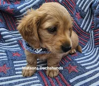 Sparky AKC  longhair cream, a male Miniature Dachshund for sale in Gilmer, TX – 2 of 3