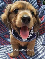 Rocky AKC longhair red dapple, a male Miniature Dachshund for sale in Gilmer, TX – 2 of 3