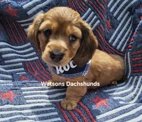 Rocky AKC longhair red dapple, a male Miniature Dachshund for sale in Gilmer, TX – 3 of 3