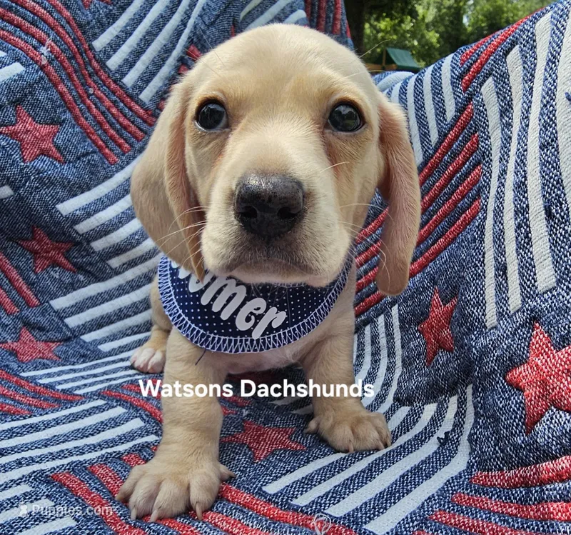 Boomer AKC  cream shorthair – Miniature Dachshund puppy for sale in Gilmer, TX