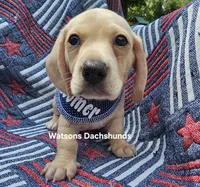 Boomer AKC  cream shorthair, a male Miniature Dachshund for sale in Gilmer, TX – 1 of 2