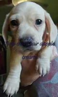 Boomer AKC  cream shorthair, a male Miniature Dachshund for sale in Gilmer, TX – 2 of 2