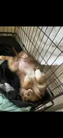 Peanut butter , a female Miniature Australian Shepherd for sale in Terre Haute, IN – 3 of 4