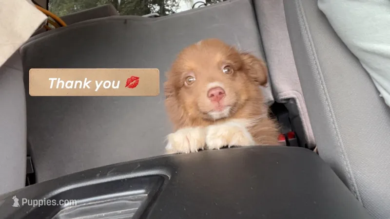 Peanut butter  – Miniature Australian Shepherd puppy for sale in Terre Haute, IN