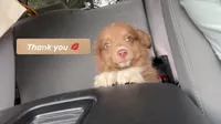 Peanut butter , a female Miniature Australian Shepherd for sale in Terre Haute, IN – 1 of 4