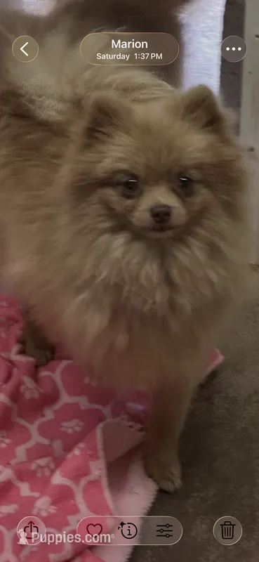 Mouse – Pomeranian puppy for sale in Marion, OH