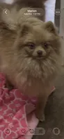 Mouse, a male Pomeranian for sale in Marion, OH – 1 of 1