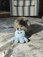 Hoot, a male Pomeranian for sale in Marion, OH – 2 of 3