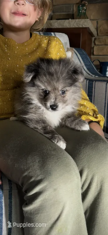 Merlin, a male Pomeranian for sale in Marion, OH – 1 of 4