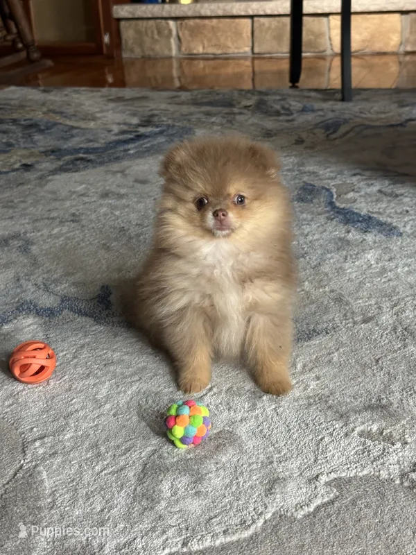Chocolate/Tan – Pomeranian puppy for sale in Marion, OH