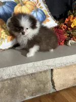 Hot chocolate, a male Pomeranian for sale in Marion, OH – 3 of 4
