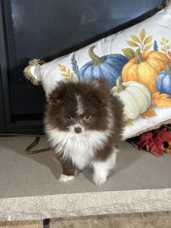 Mocha – Pomeranian puppy for sale in Marion, OH