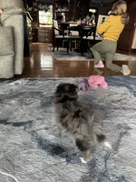 Merlin, a male Pomeranian for sale in Marion, OH – 3 of 4