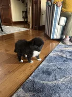 Onyx, a female Pomeranian for sale in Marion, OH – 3 of 3