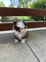 Hot chocolate, a male Pomeranian for sale in Marion, OH – 2 of 2