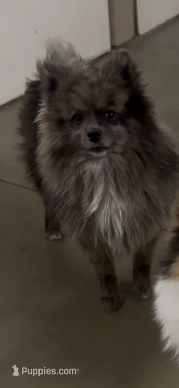 Mystic – Pomeranian puppy for sale in Marion, OH