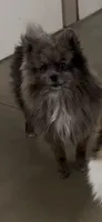 Mystic, a female Pomeranian for sale in Marion, OH – 1 of 1
