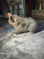 Hoot, a male Pomeranian for sale in Marion, OH – 3 of 3