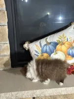 Hot chocolate, a male Pomeranian for sale in Marion, OH – 4 of 4