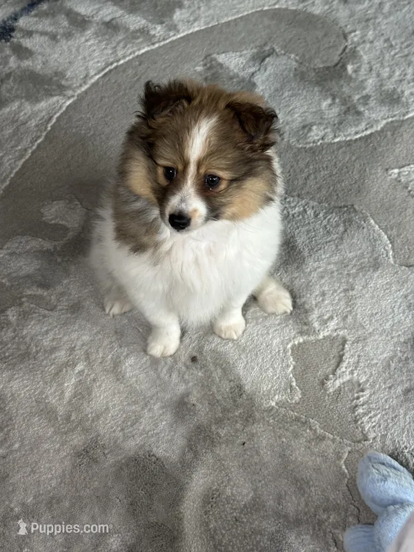 Lilly – Shetland Sheepdog puppy for sale in Marion, OH