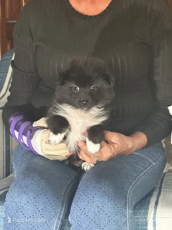 Onyx, a female Pomeranian for sale in Marion, OH – 1 of 3