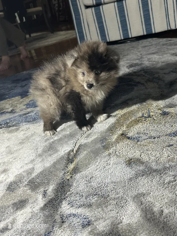 Hoot – Pomeranian puppy for sale in Marion, OH