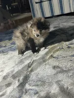 Hoot, a male Pomeranian for sale in Marion, OH – 1 of 3