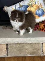 Mocha, a female Pomeranian for sale in Marion, OH – 3 of 4