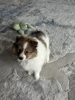 Lilly, a female Shetland Sheepdog for sale in Marion, OH – 3 of 4