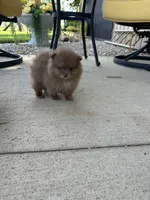 Cocoa, a female Pomeranian for sale in Marion, OH – 2 of 2