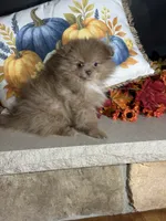 Cocoa On Hold, a female Pomeranian for sale in Marion, OH – 4 of 4