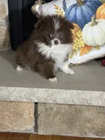 Mocha, a female Pomeranian for sale in Marion, OH – 4 of 4