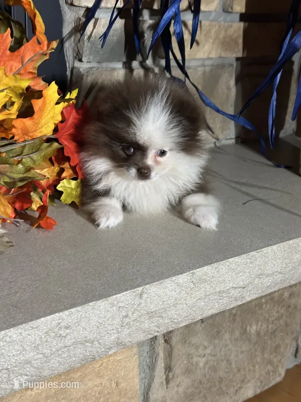 Hot chocolate – Pomeranian puppy for sale in Marion, OH