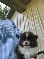 Mocha, a female Pomeranian for sale in Marion, OH – 2 of 2