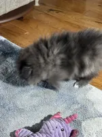 Kisses, a male Pomeranian for sale in Marion, OH – 2 of 2