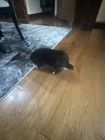 Onyx, a female Pomeranian for sale in Marion, OH – 2 of 3