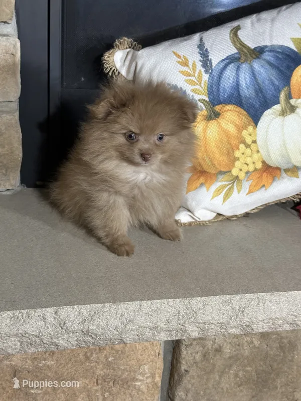 Cocoa – Pomeranian puppy for sale in Marion, OH
