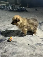 Sadie, a female Pomeranian for sale in Marion, OH – 4 of 4