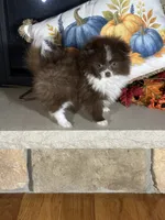 Mocha, a female Pomeranian for sale in Marion, OH – 2 of 4