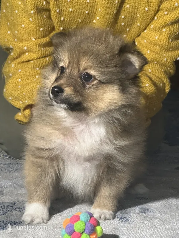 Sadie, a female Pomeranian for sale in Marion, OH – 1 of 4