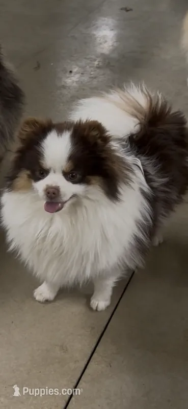 Cricket – Pomeranian puppy for sale in Marion, OH