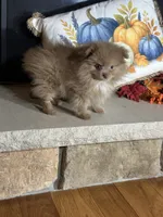 Cocoa On Hold, a female Pomeranian for sale in Marion, OH – 2 of 4