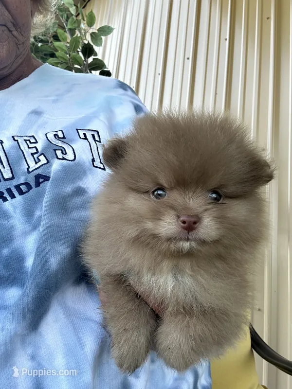 Cocoa – Pomeranian puppy for sale in Marion, OH