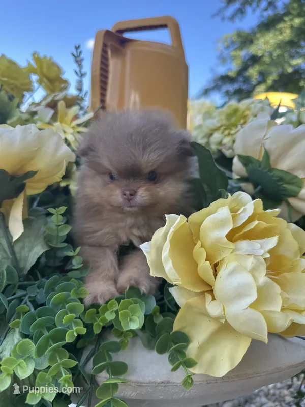 Chocolate/Tan – Pomeranian puppy for sale in Marion, OH