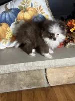 Hot chocolate, a male Pomeranian for sale in Marion, OH – 2 of 4