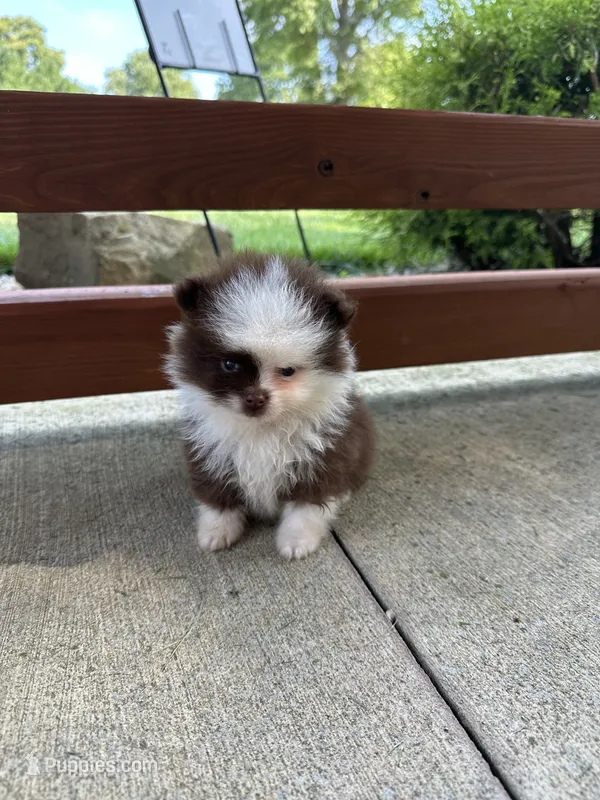 Hot chocolate – Pomeranian puppy for sale in Marion, OH
